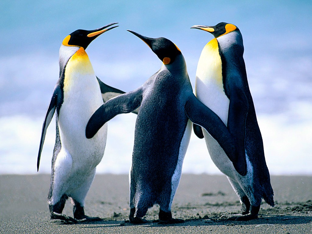 Животные